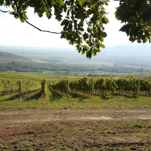 tokaj_5a4c05716b6c1.jpg