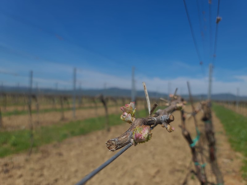 Jar vo vinohradoch